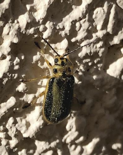 Réf. 357 143 : Xanthogaleruca luteola